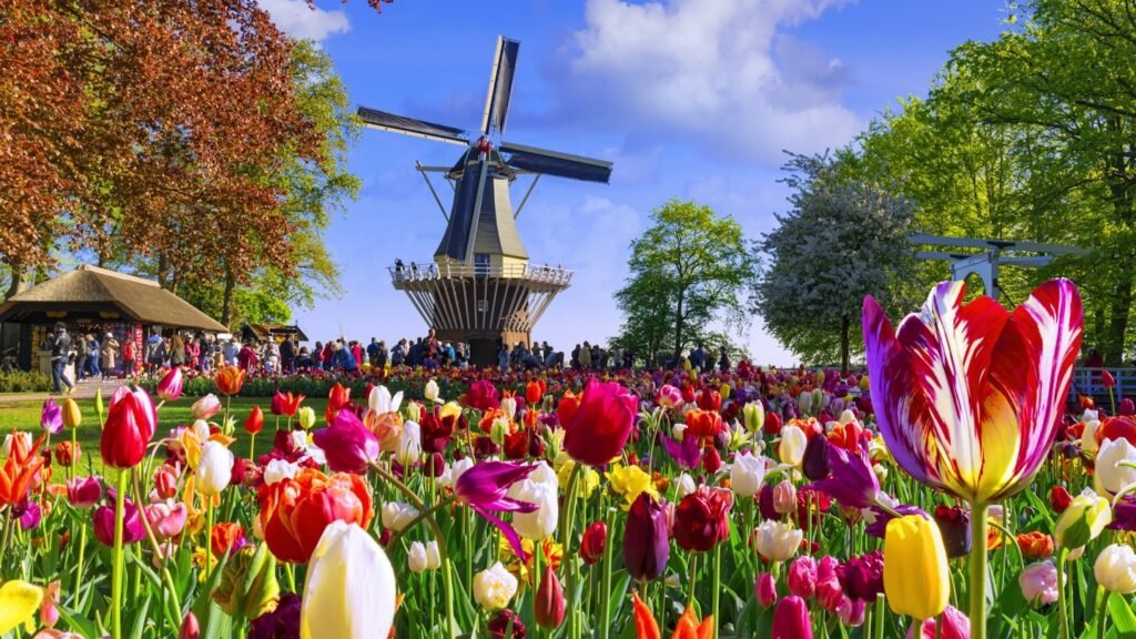 Tulip field sightseeing coach tour Netherlands