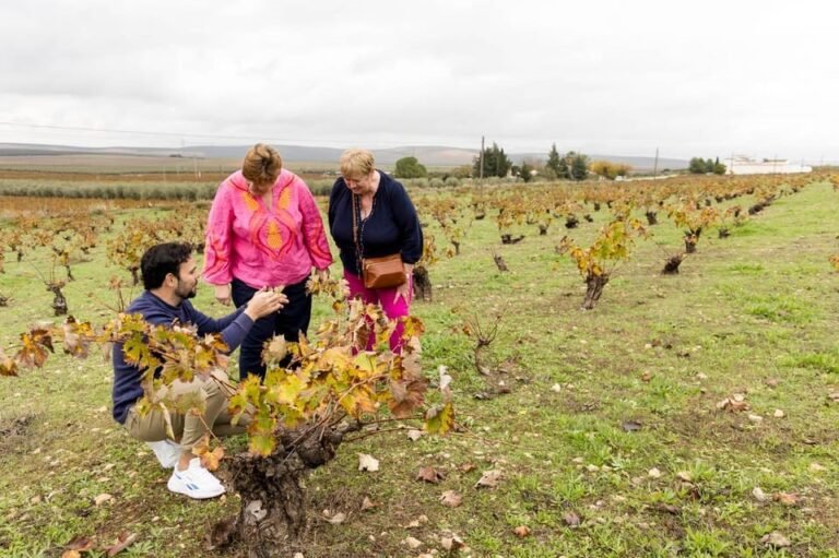 Vineyard and Olive Grove Coach Travel