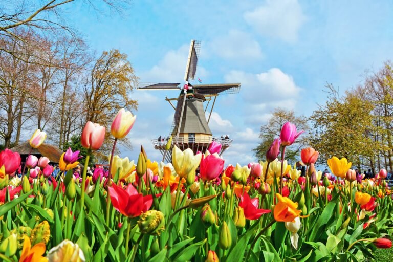 Spring Flower Tour Coach Hire Netherlands