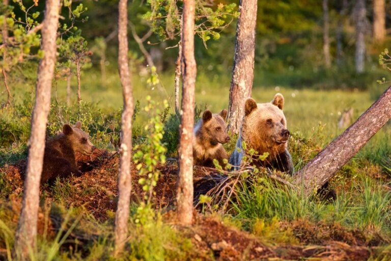 Nature Safari Coach Hire – Bears, Wolves, and Lynx