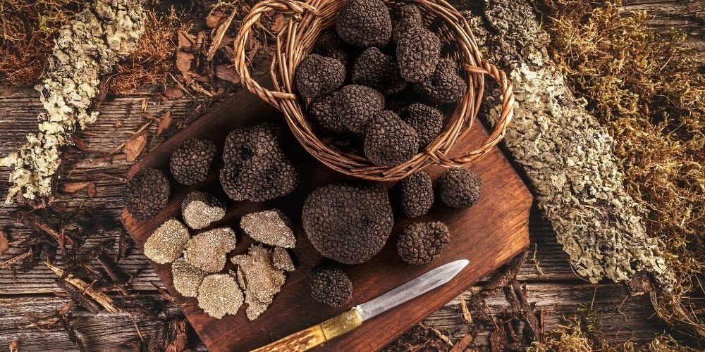 Charter Coaches for Seasonal Truffle Hunting Trips