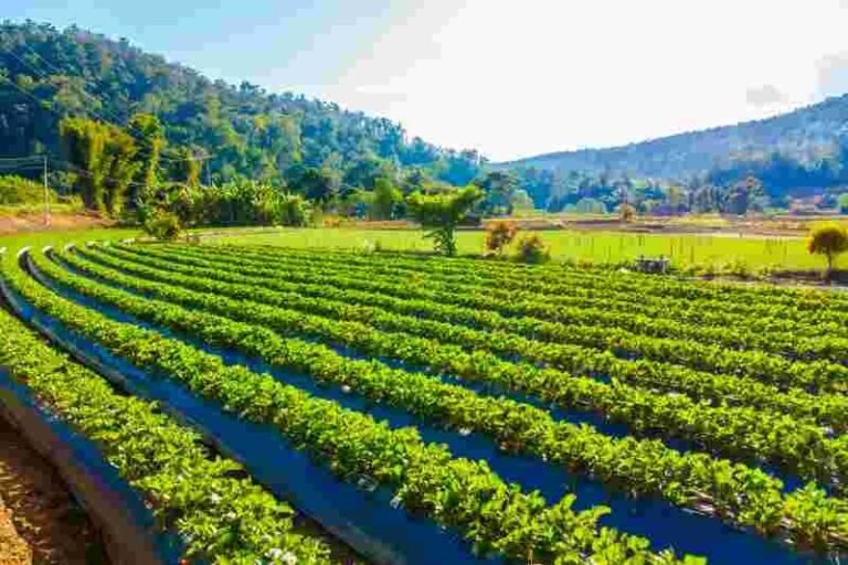 Green Group Transport for Organic Agri