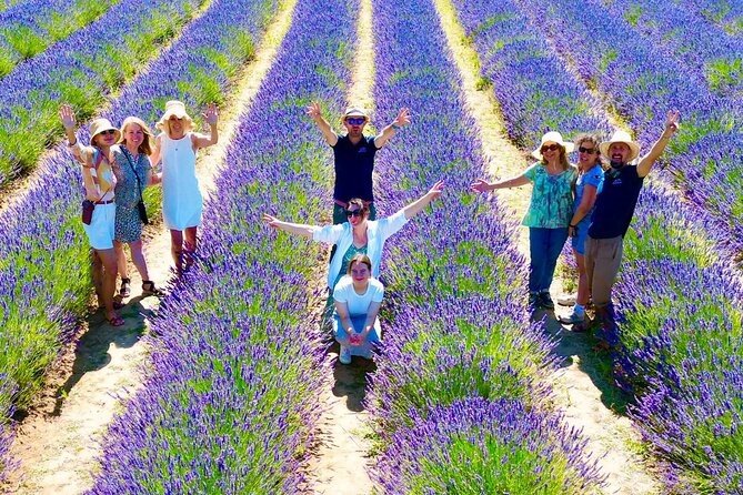 provence-lavender-valley-shuttle-service