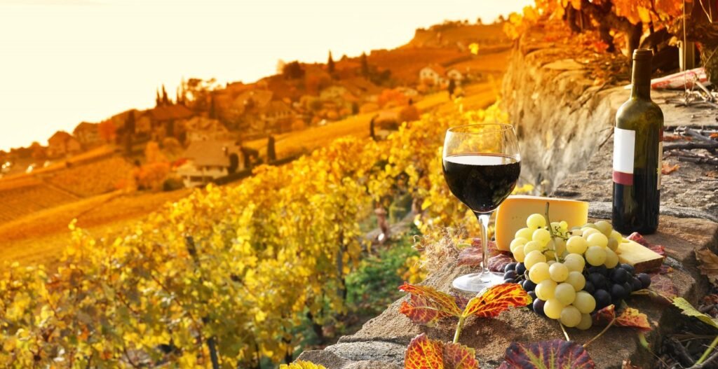 Autumn Vineyard Coach Tours in France and Italy

