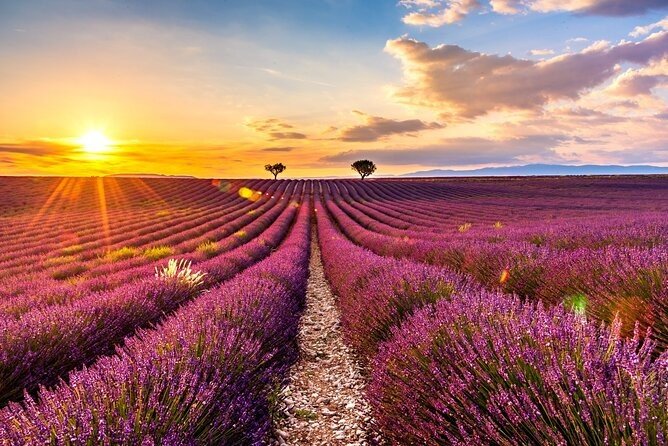 provence-lavender-valley-shuttle-service