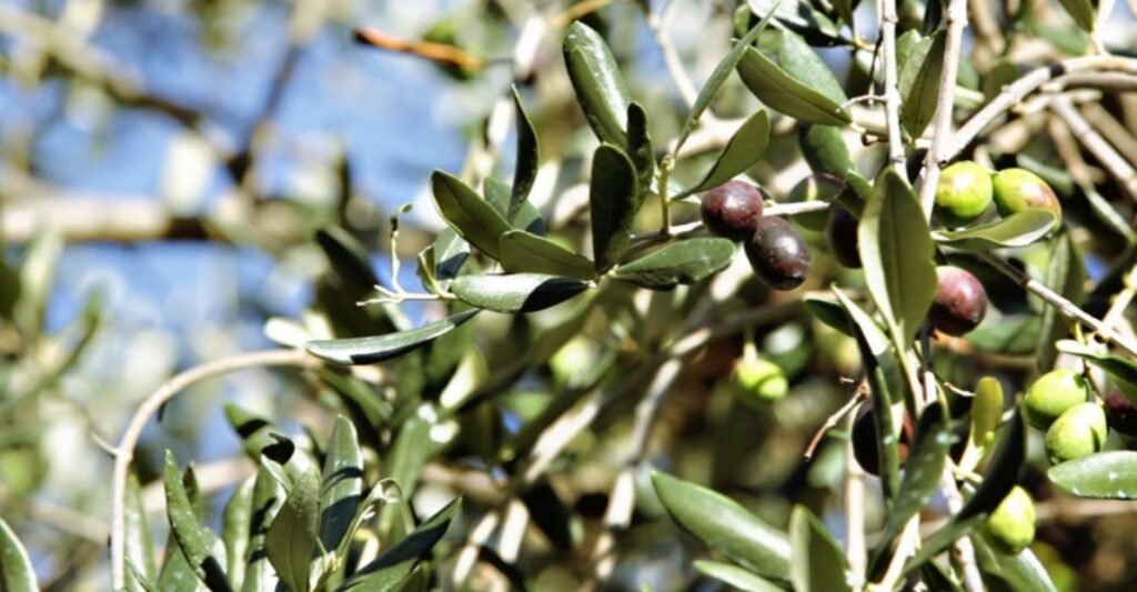 olive-oil-tasting-tour-bus-andalusia-tuscany