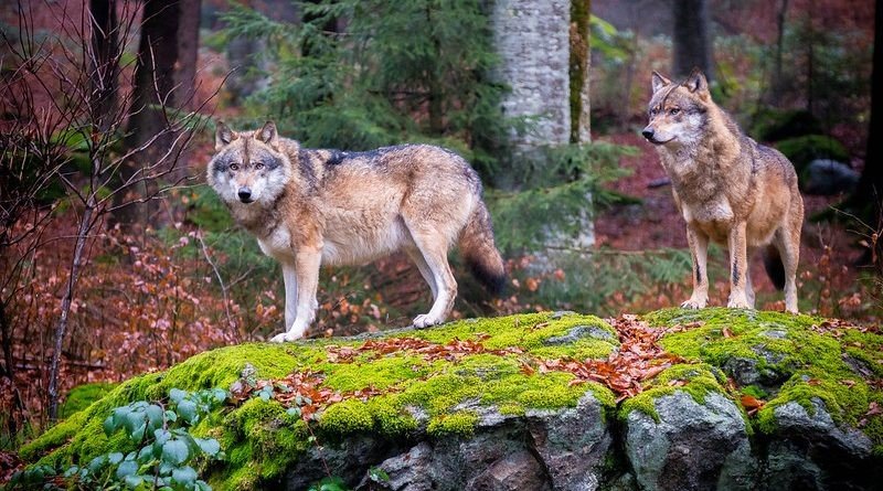 Nature Safari Coach Hire – Bears, Wolves, and Lynx