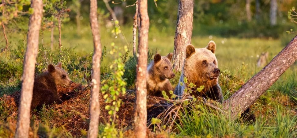 Nature Safari Coach Hire – Bears, Wolves, and Lynx