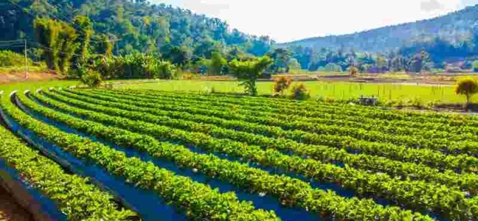 Green Group Transport for Organic Agri