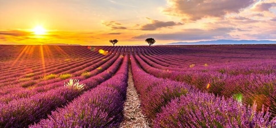 provence-lavender-valley-shuttle-service