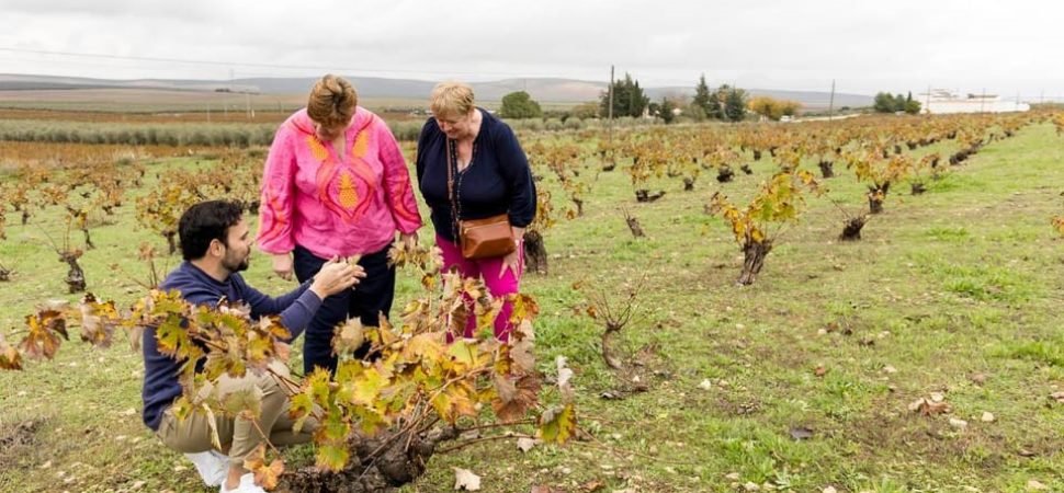 Vineyard and Olive Grove Coach Travel